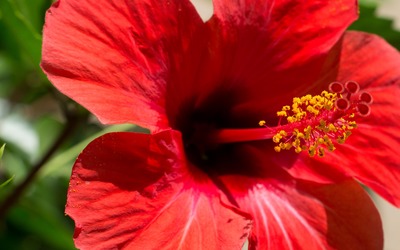Red Hibiscus blossom close-up wallpaper