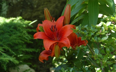 Red lilies wallpaper