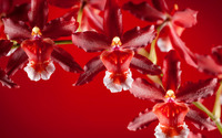 Red orchid wallpaper 3840x2160 jpg