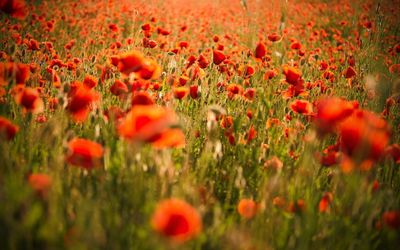 Red poppies wallpaper