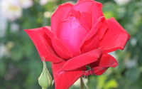 Red rose [5] wallpaper 2560x1600 jpg