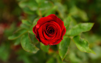 Red rose [2] wallpaper 2560x1600 jpg