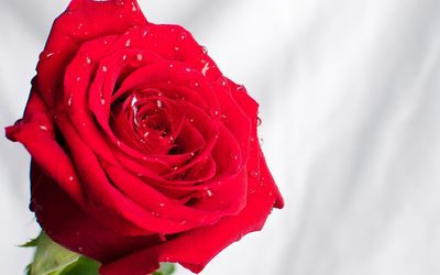 Red rose with water drops [2] wallpaper
