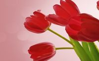 Red tulips [6] wallpaper 2560x1600 jpg