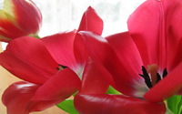 Red tulips [4] wallpaper 2880x1800 jpg