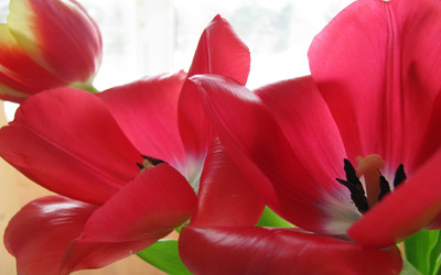 Red tulips [4] Wallpaper