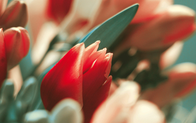 Red tulips [8] wallpaper