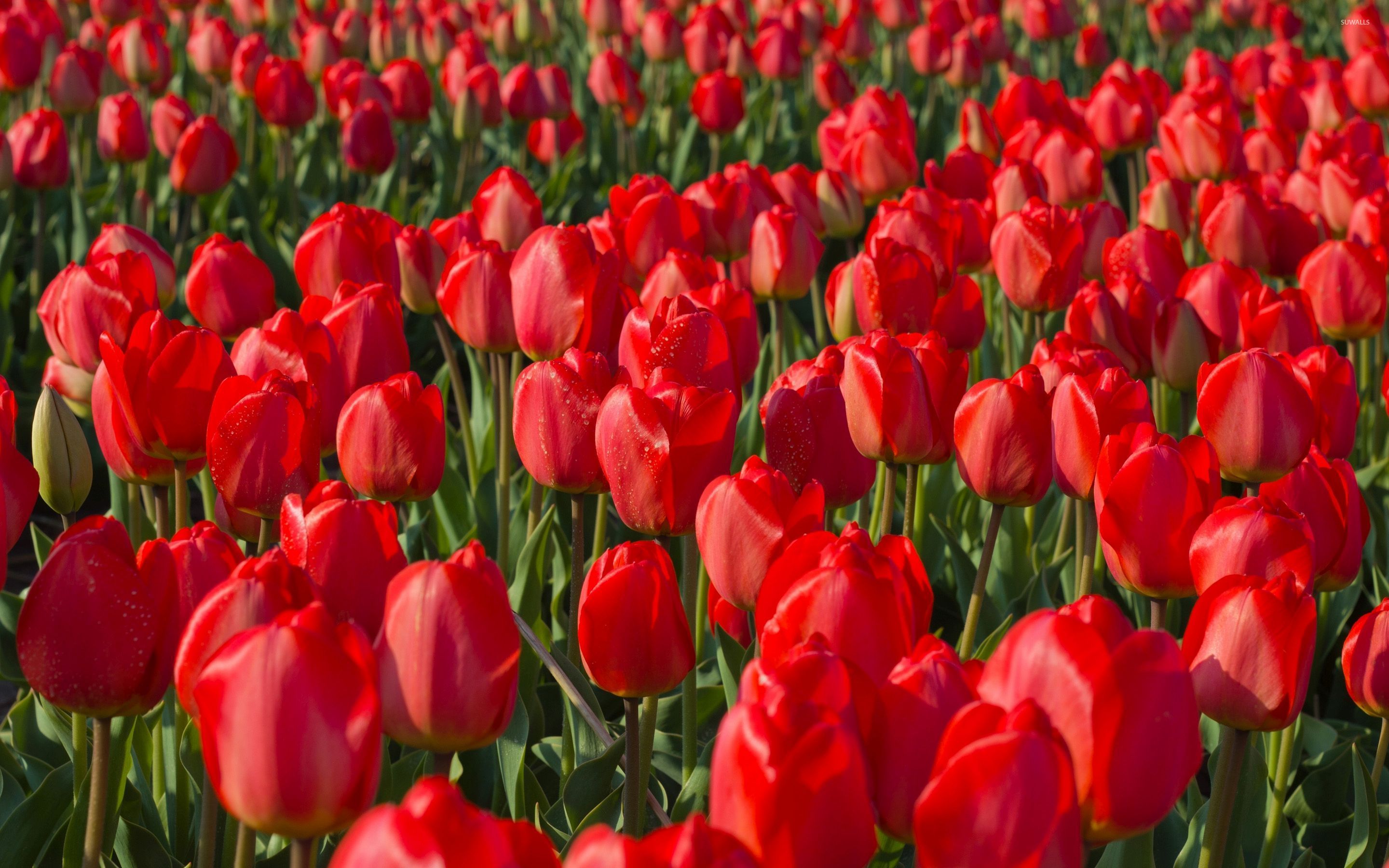 red tulip wallpaper