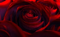 Red velvet rose wallpaper 1920x1200 jpg