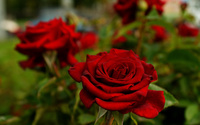 Red velvet roses wallpaper 2560x1600 jpg