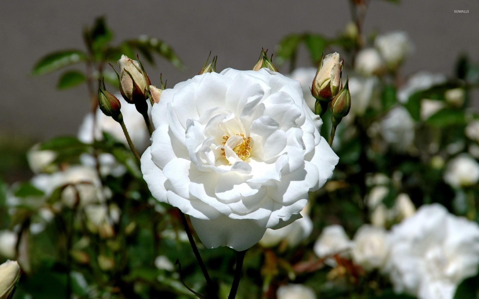 Белая роза на кусте бесплатно