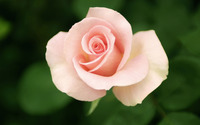 Rose [6] wallpaper 2560x1600 jpg