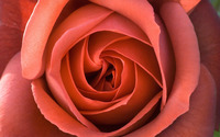 Rose [5] wallpaper 1920x1200 jpg