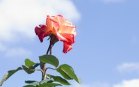 Rose [15] wallpaper 2560x1600 jpg