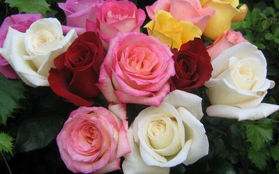 Rose Bouquet wallpaper