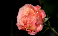 Rose with water drops wallpaper 1920x1200 jpg