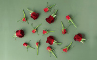 Roses [12] wallpaper 2560x1600 jpg