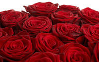 Roses [10] wallpaper 2560x1600 jpg