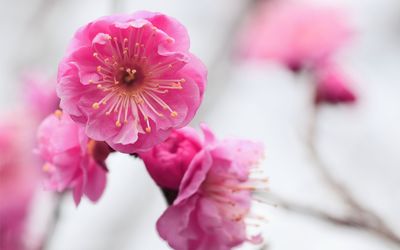 Shades of pink cherry blossoms wallpaper