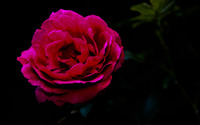 Single red rose wallpaper 3840x2160 jpg