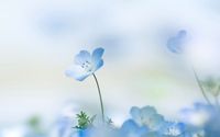 Small blue flower wallpaper 1920x1200 jpg