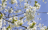 Sour cherry blossoms [3] wallpaper 2880x1800 jpg