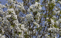 Sour cherry tree in the spring wallpaper 2880x1800 jpg