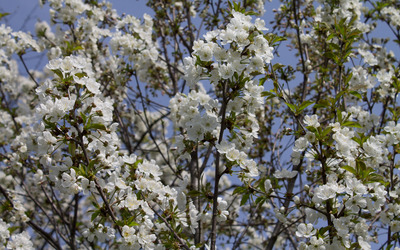 Sour cherry tree in the spring Wallpaper