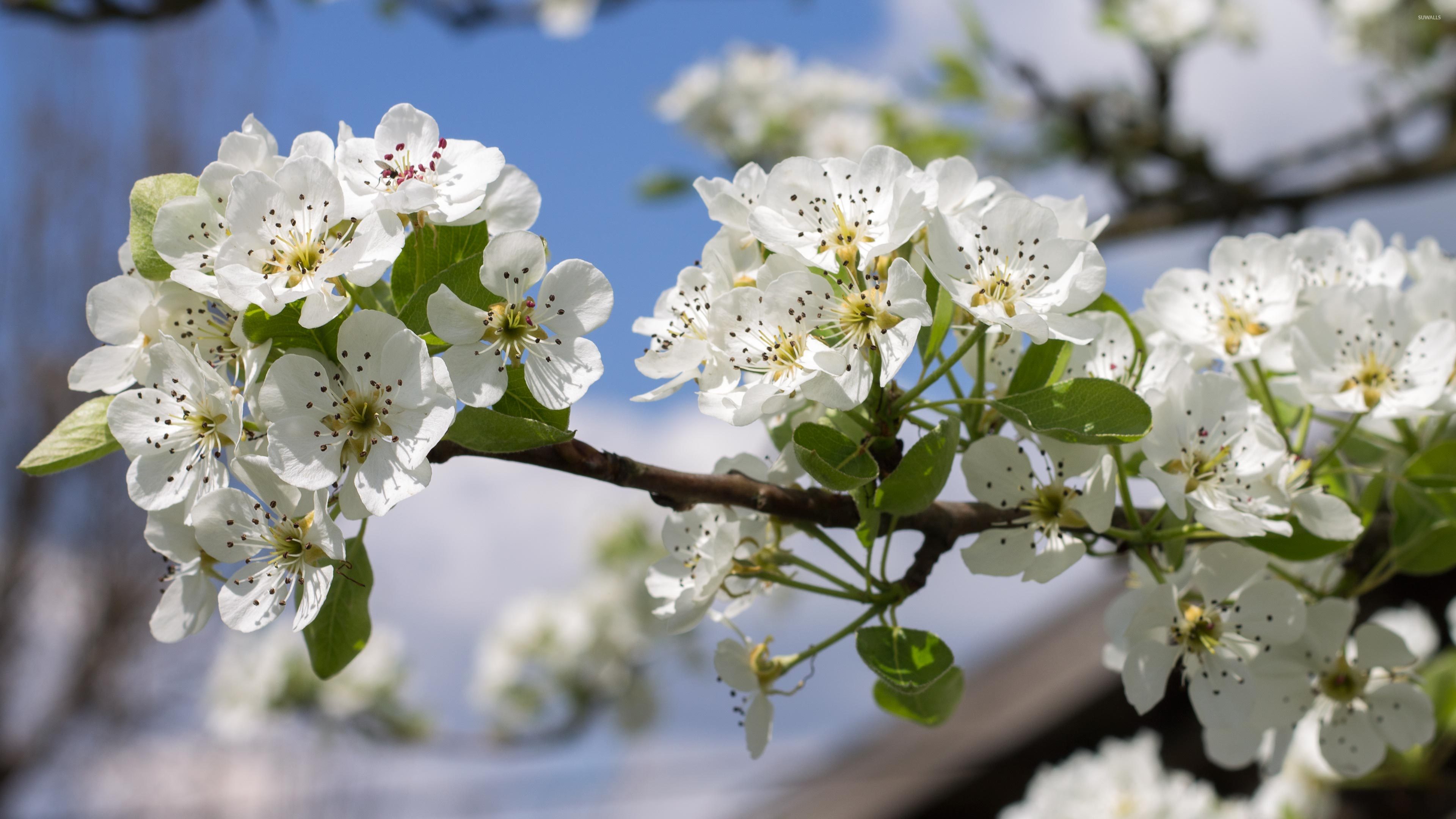 Spring blossoms on a pear tree wallpaper - Flower wallpapers - #51698