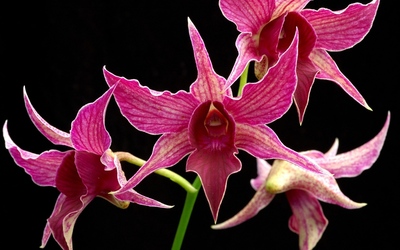Star orchids Wallpaper