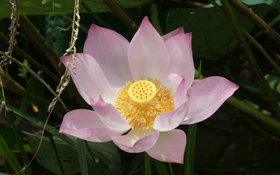 Stigma and stamens of a pink lotus close-up wallpaper