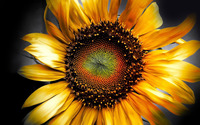 Sunflower [9] wallpaper 1920x1080 jpg