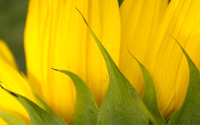 Sunflower [17] wallpaper 2880x1800 jpg
