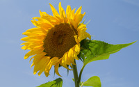 Sunflower [16] wallpaper 2880x1800 jpg