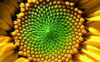 Sunflower [2] wallpaper 1920x1200 jpg