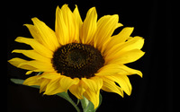 Sunflower [5] wallpaper 1920x1200 jpg