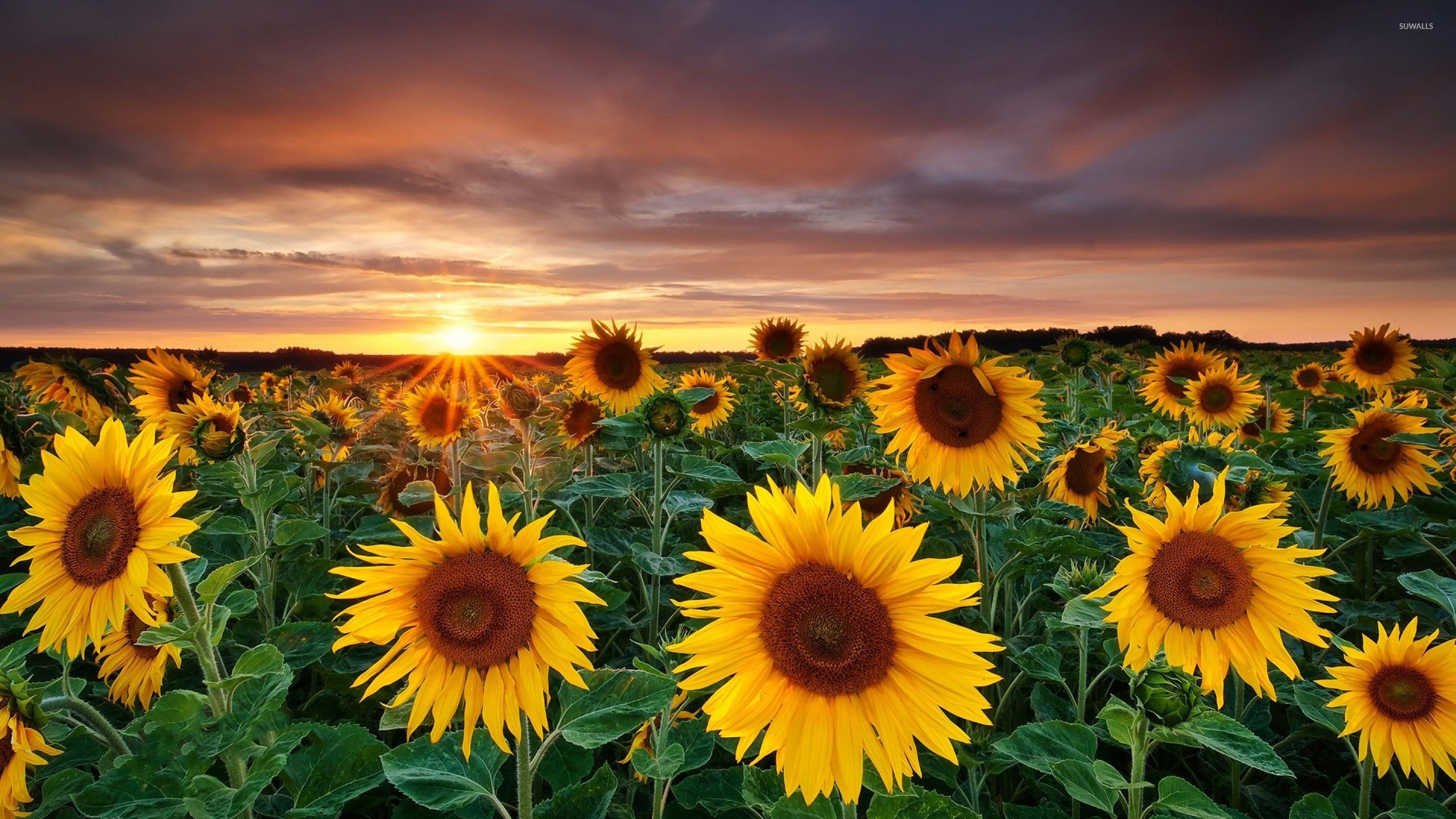  Sunflower  fields with a beautiful  sun setting in the 