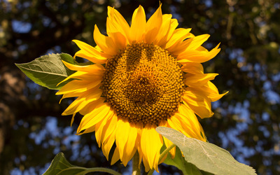 Sunflower in the afternoon light wallpaper