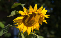 Sunflower in the sunshine wallpaper 3840x2160 jpg