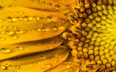 Sunflower with water drops wallpaper