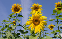 Sunflowers [17] wallpaper 2880x1800 jpg
