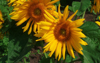 Sunflowers [27] wallpaper 2560x1600 jpg