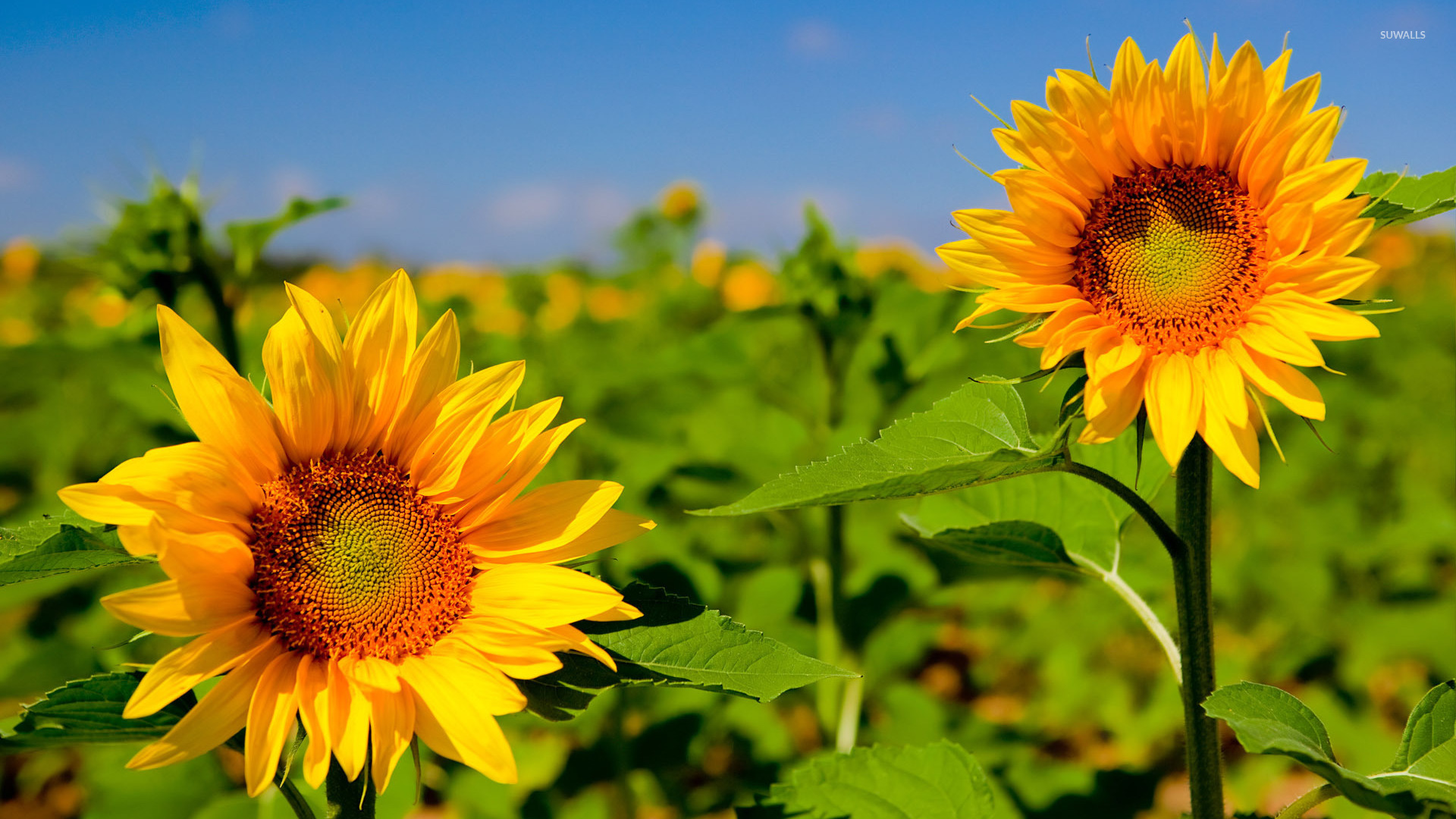 Sunflowers [3] wallpaper - Flower wallpapers - #6338