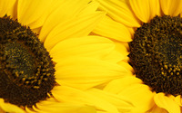Sunflowers [9] wallpaper 1920x1200 jpg