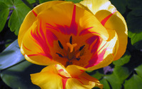 Tulip wallpaper 1920x1200 jpg