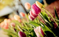 Tulips [16] wallpaper 2560x1600 jpg