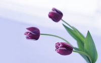 Tulips [4] wallpaper 2560x1600 jpg