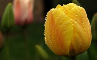 Tulips [7] wallpaper 2560x1600 jpg