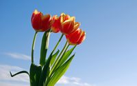 Tulips [27] wallpaper 2560x1600 jpg