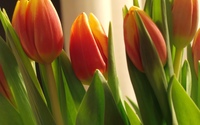 Tulips [25] wallpaper 2560x1600 jpg